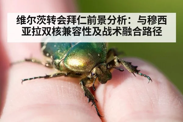 维尔茨转会拜仁前景分析：与穆西亚拉双核兼容性及战术融合路径